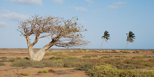 Ein Affenbrotbaum in der Wüste des Landesinneren von Boavista © Piotr G / Shutterstock.com