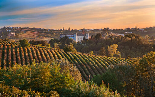 Weinberge in Costigliole d’Asti © Daniela Pelazza  / Shutterstock.com