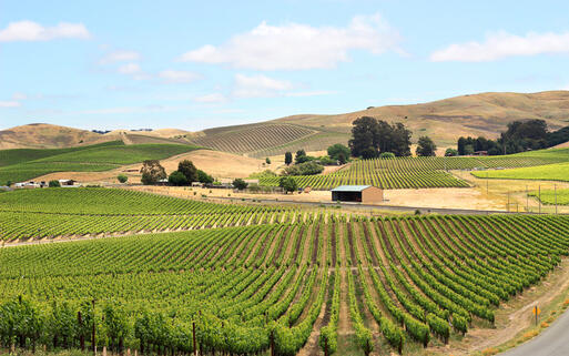 Weinberg-Felder in Napa Valley, Kalifornien, USA © Alita Bobrov / Shutterstock.com