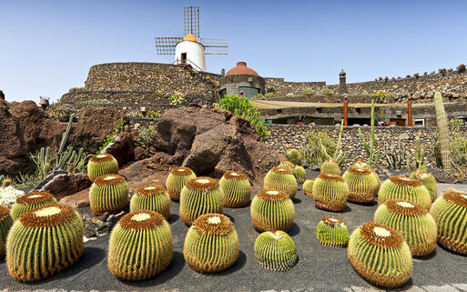 Kaktusgarten in Guatiza auf Lanzarote © Fulcanelli / Shutterstock.com