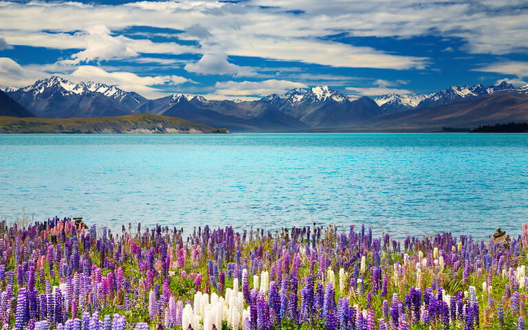 Der Lake Tekapo auf der Südinsel von Neuseeland © Pichugin Dmitry / shutterstock.com