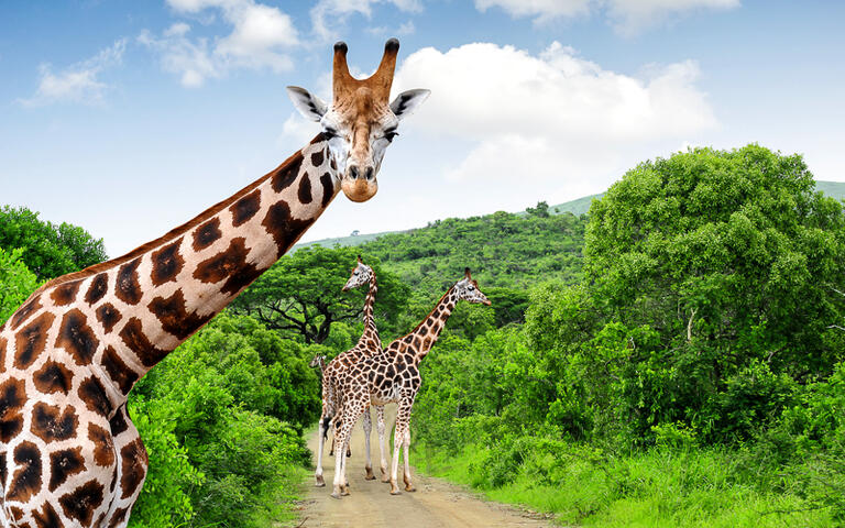 Giraffen im Krüger Nationalpark, Südafrika © jaroslava V / Shutterstock.com