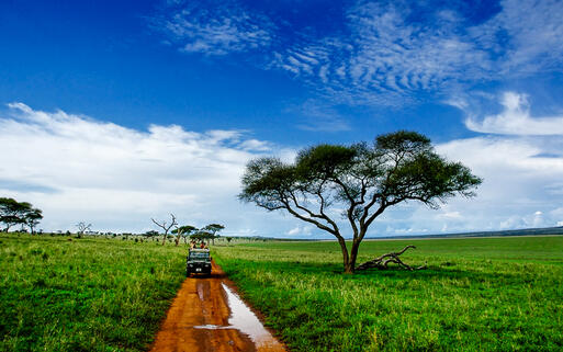 © Jessica Bethke / Shutterstock.com Safari im Tarangire-Nationalpark © Jessica Bethke / Shutterstock.com