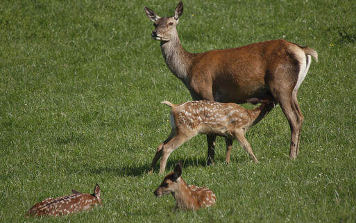 Hirschkalb mit Jungen © A.von Dueren / shutterstock.com