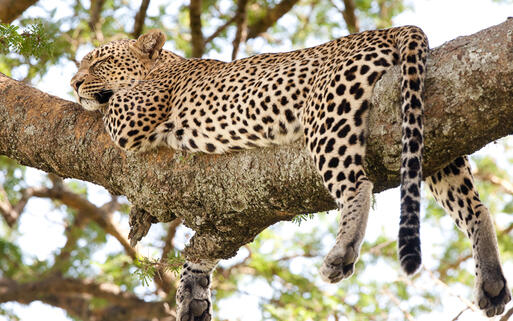 © Villiers Steyn / Shutterstock.com Leopardenweibchen im Serengeti National Park © Villiers Steyn / Shutterstock.com