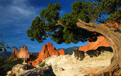 Juniper Baum in den Garden of the Gods © John Hoffman / shutterstock.com