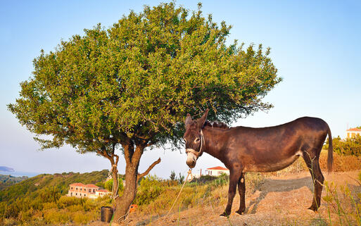 Typisch griechische Abendstimmung © Tom Gowanlock  / Shutterstock.com