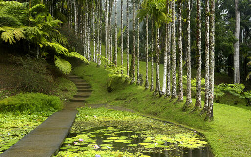 Garten von Balata auf der Insel Martinique © Pack-Shot / Shutterstock.com