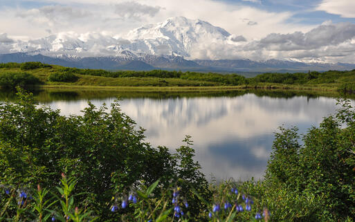 Denali Nationalpark © laceagatedesigns / Shutterstock.com