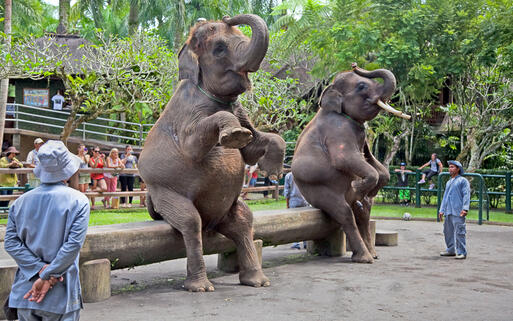 Bali Elephant Camp © Aleksandar Todorovic  / Shutterstock.com