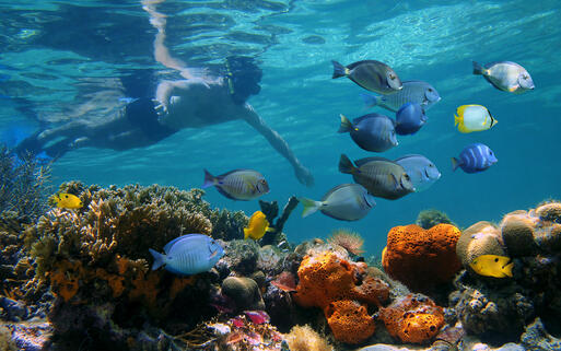 Bunte Unterwasserwelt mit Schnorchler © vilainecrevette  / Shutterstock.com