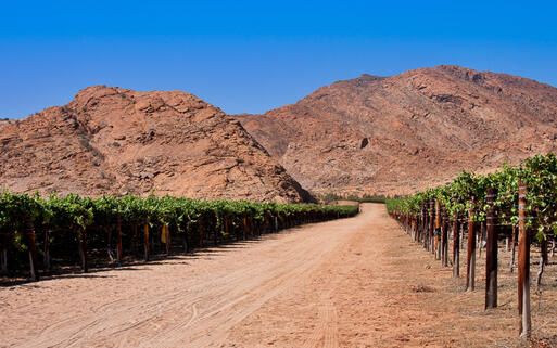 Weingärten in der Wüste der Nördlichen Kapprovinz in Südafrika © Daleen Loest / shutterstock.com