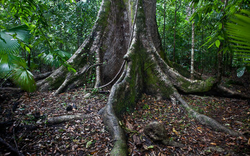 Nationalpark Tangkoko © Ethan Daniels / shutterstock.com