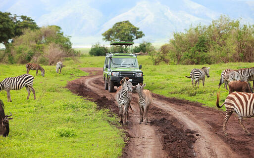 © BlueOrange Studio / Shutterstock.com Safari im Ngorongoro-Krater, Naturschutzgebiet und Nationalpark am Rande der Serengeti © BlueOrange Studio / Shutterstock.com