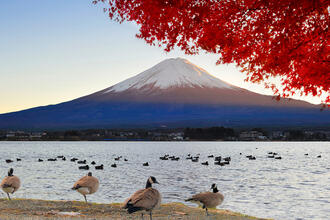 Blick auf den Berg Fuji vom See Kawaguchiko, Japan © skyearth / Shutterstock.com