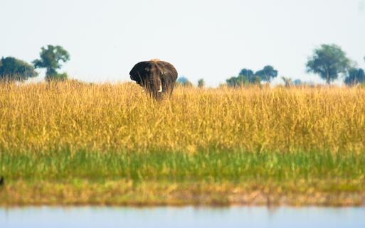 Elefant im Nationalpark Chobe ©