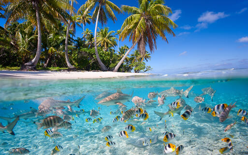 © BlueOrange Studio Tropische Über- und Unterwasserlandschaft © BlueOrange Studio