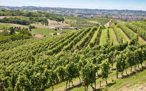 Barbera Weinreben in Monferrato © PerseoMedusa  / Shutterstock.com