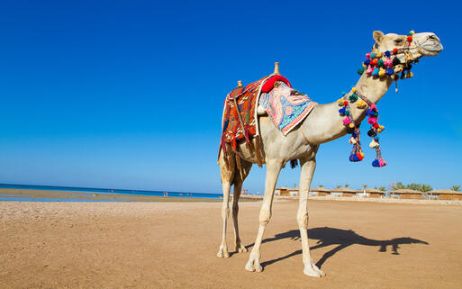 Ein Kamel vor der Küste von Sharm el Sheikh © elena1110 / shutterstock.com