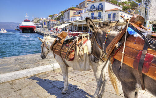 Esel auf der Insel Hydra © f8grapher / shutterstock.com
