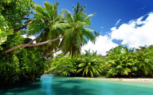 See mit Palmen auf der Insel Mahe, Seychellen © @Iakov Kalinin/Shutterstock
