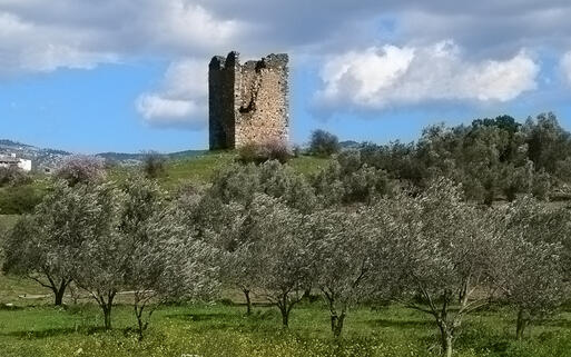 Mandelbäume auf grünen Hügeln, dazwischen die Ruine eines Turmes © casinozack / Shutterstock.com