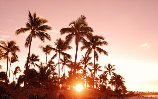 © haveseen / Shutterstock.com Palmen im Sonnenuntergang © haveseen / Shutterstock.com