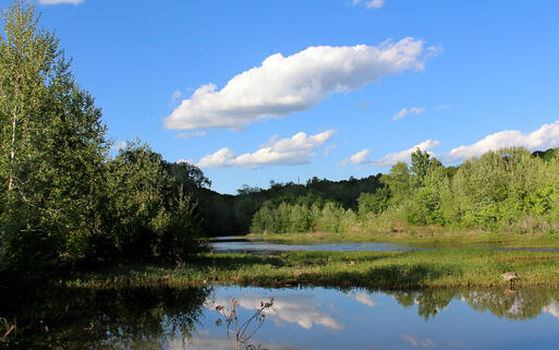 Hügel von Ozark © Dustie / shutterstock.com
