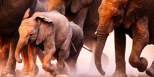 Elefantenherde im Etosha-Nationalpark in Namibia © Johan Swanepoel / Shutterstock.com