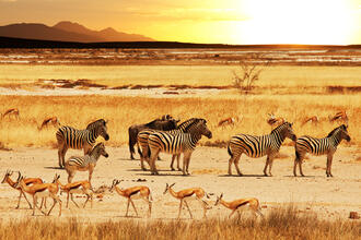 Safari im Etosha-Nationalpark im Norden von Namibia © Galyna Andrushko / Shutterstock.com