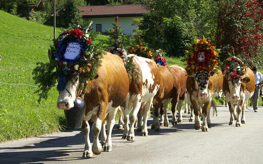 Almabtrieb im Zillertal © Mag. Alban Egger / shutterstock.com
