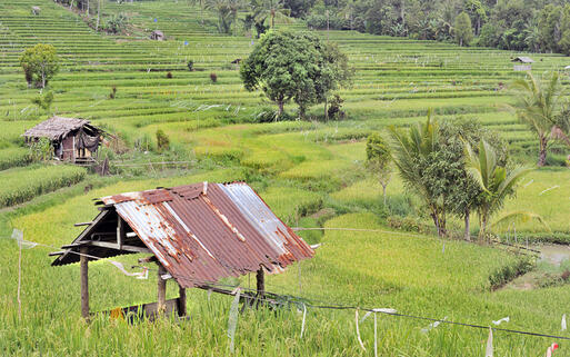 Reisfelder in Tincep, Manado, North Sulawesi © gallimaufry / shutterstock.com