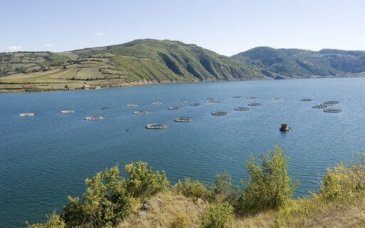 Fischfarm © HSNphotography / shutterstock.com