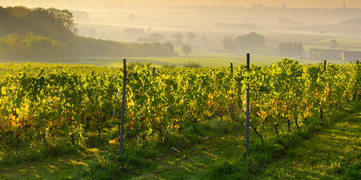 Sonnenuntergang auf einem Weinberg, nahe von Porto © Tom linster / shutterstock.com