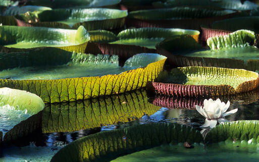 © christopher waters / Shutterstock.com Riesige Amazonas-Wasserlilie im Botanischen Garten auf Mauritius © christopher waters / Shutterstock.com