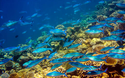 © KKulikov Magische Unterwasserwelt vor Mauritius © KKulikov