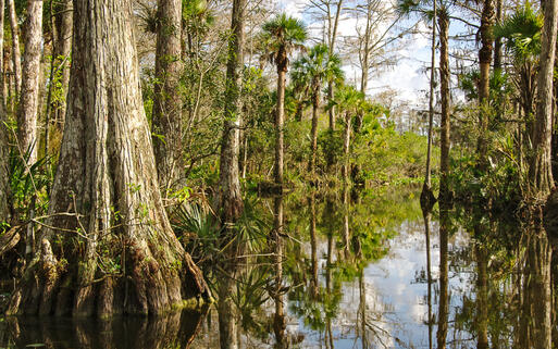 Sumpf im Everglades National Park © Anthony Ricci / Shutterstock.com