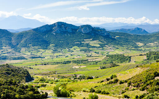 Weinberge in Languedoc-Roussillon © PHB.cz (Richard Semik) / shutterstock.com