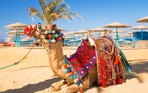 Traditionell geschmücktes Kamel rastet sich am Strand aus © Patryk Kosmider