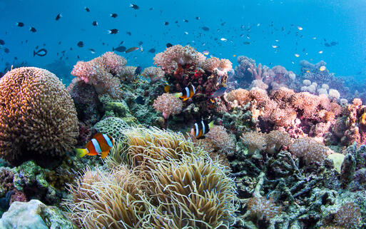 Die bunte Unterwasserwelt vor Cebu © paul cowell  / Shutterstock.com