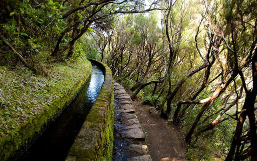 Wald auf Madeira © sokolovsky / Shutterstock.com