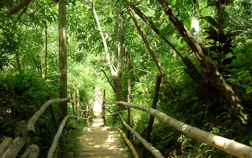 Pfad durch den Urwald von Jamaika © keren / Shutterstock.com